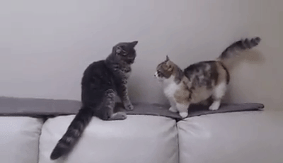 tastefullyoffensive:  When your short friend tries to start a fight. (via blakebb)