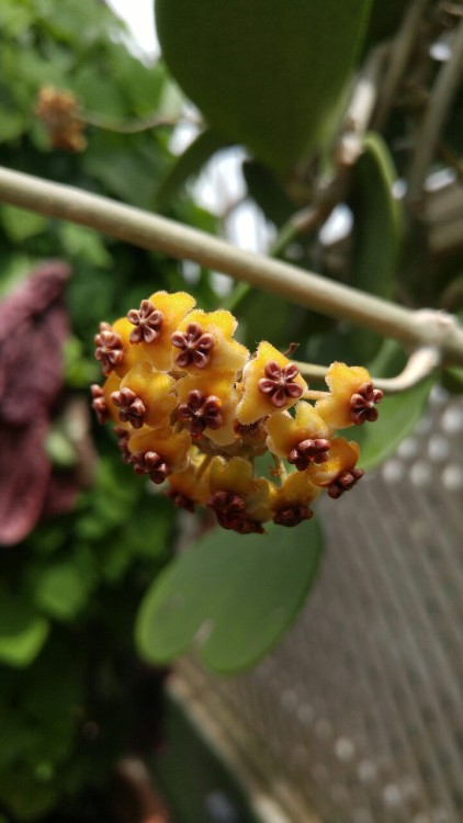 Hoya kerrii is in the milkweed family Apocynaceae. Commonly known as Sweetheart Hoya, it is native t