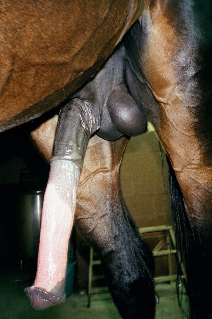 Horsesex-Rohr