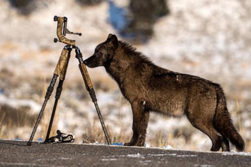 Picture by Jort VanderveenYellowstone wolf 1273M sniffs a tripod. The wolf eventually walked away wi