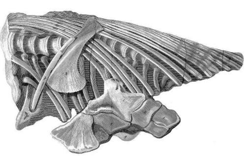 This was the beast that sparked a scientific revolution: pulled from the cliffs of Lyme Regis in 181