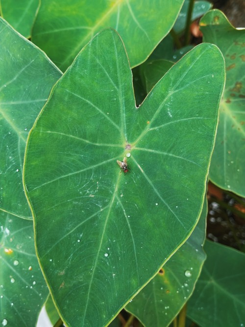 Saw this cutie patootie on a hike a couple of weeks ago.It’s always the little details!