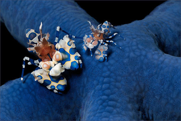 Two harlequin shrimp (Hymenocera sp.) on a tasty, tasty blue sea star, Linckia laevigata. These guys feed pretty much exclusively on sea stars, including the crown-of-thorns, Acanthaster planci.