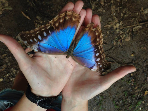 Vibrant butterfly A large chunk of Costa Rica’s biodiversity is made up by its 300,000+ specie