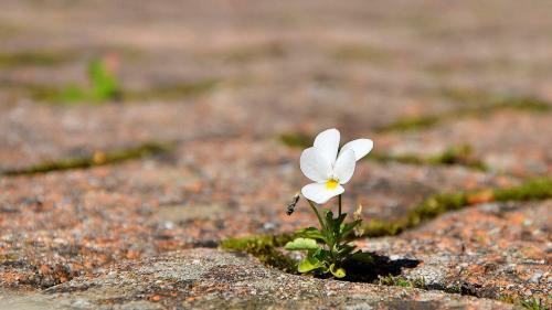 the-girl-without-ed:nothing says hope quite like flowers growing through the cracks in concretebeaut