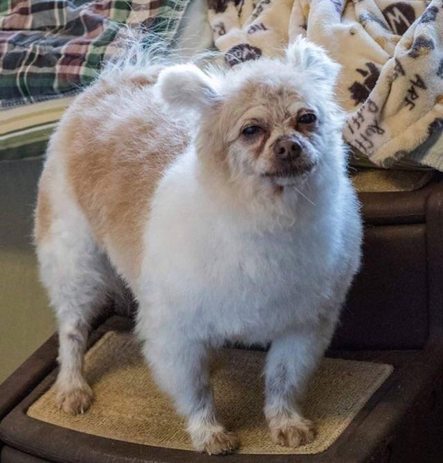 gaygothur:  gaygothur:  old-friends-senior-dog-sanctuary: I just want to get dicked