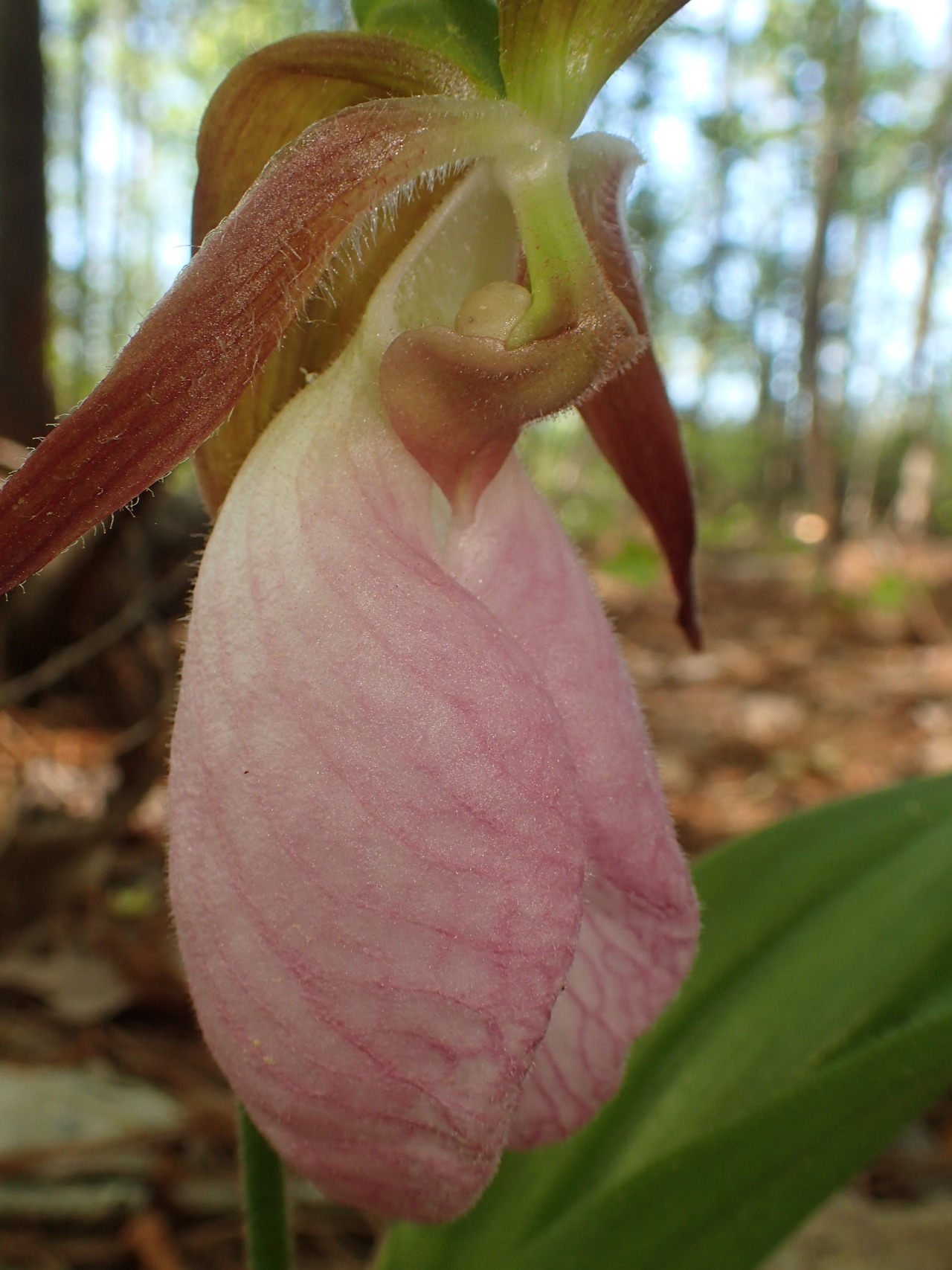 #flowers#wildflowers#floral#floral photography#lady slipper#photography #photographers on tumblr #original photography#nature#nature photography#my pics#woods#my woods