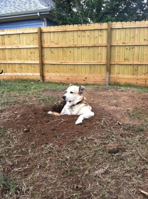 Porn awwww-cute:  He loves digging holes…and photos