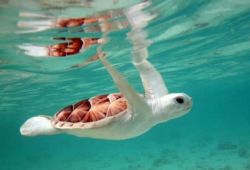 madsinkauai:  albino sea turtle 