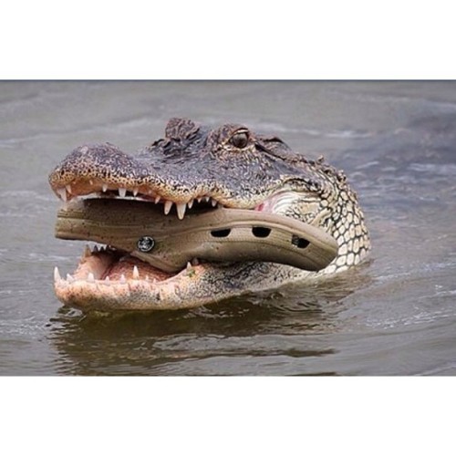 I feel the same way dude. Can I get a middle finger emoji for crocs please? And for Mondays too. let