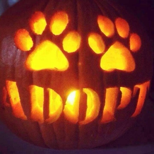 My last Halloween-themed post. Please ADOPT DO NOT SHOP FOR ANIMALS! And have a safe, spooktacular A