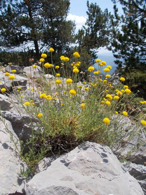 Grey Santolina (Santolina chamaecyparissus)