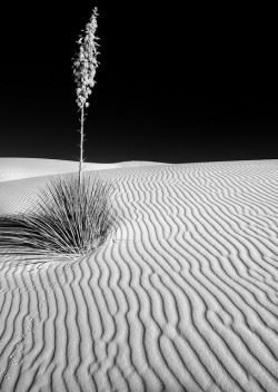 loveandaquestion:  Yucca-kin it up at White Sands by RichGreenePhotography.com on Flickr. 