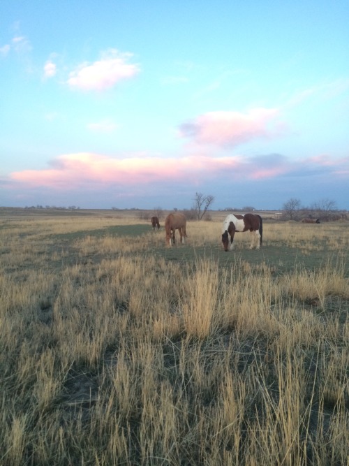 palomino