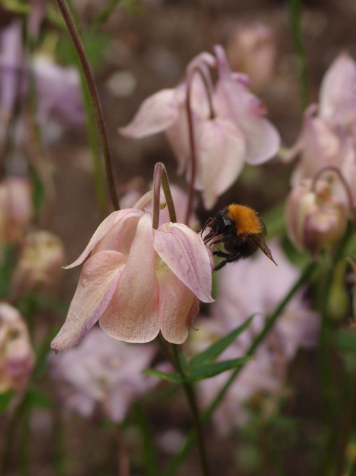 Bombus — bumblebeesAquilegia vulgaris — European columbine