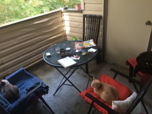 adaliekendra:The kitties are enjoying time outside.