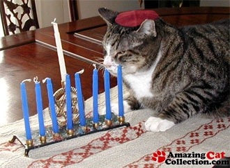 cognitivedissonance:  princesstigerbelle:   Now here is some Hannukah cat appreciation!!  💙✨💙✨💙✨💙✨💙✨💙✨💙✨💙    Your cute cat of the day  