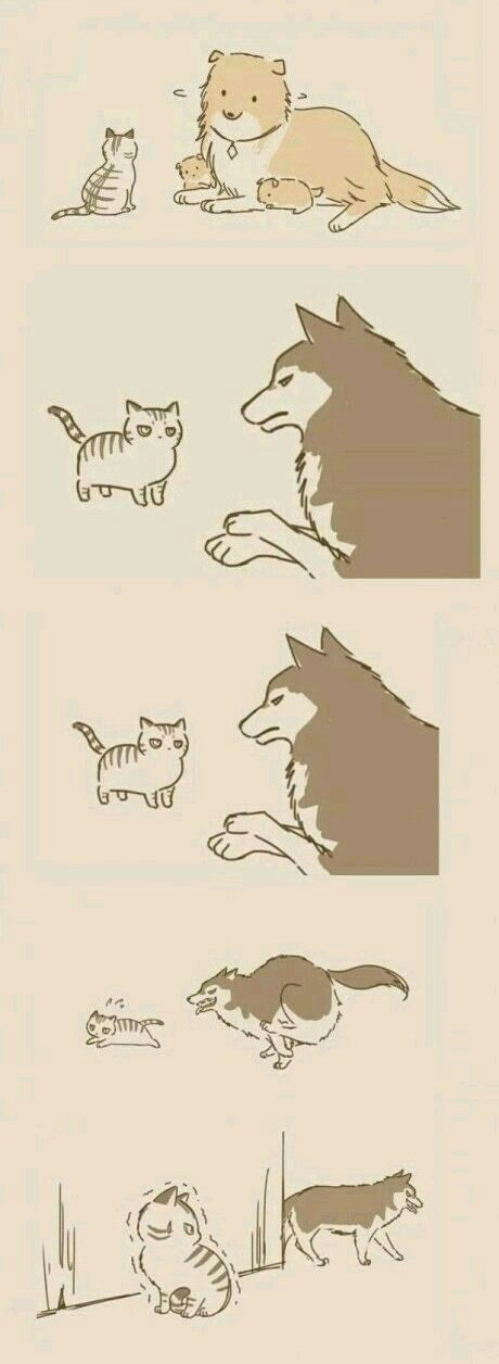 Cat and Dog