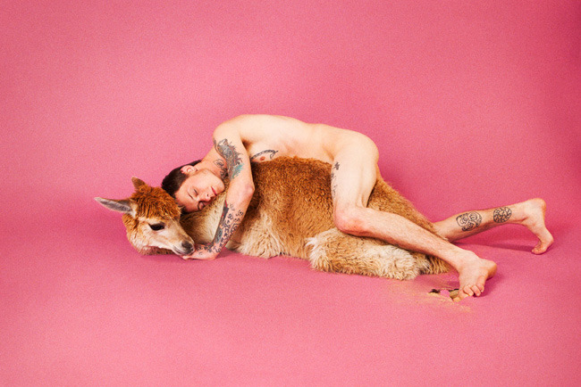 plizm:  Jasper (Llama), 2012Ryan McGinley 