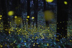 luvles702:  hellanne:  “This enchanting forest in the Chūgoku region of Japan is the home to gold fireflies that charm the area regularly.” by Tsuneaki Hiramatsu  °