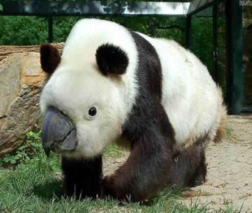 pleatedjeans:  Bears With Beaks (16 Pics)