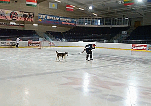 ayla-kurone:  ramblingferret:  MEANWHILE IN CANADA  airbud has some competition 