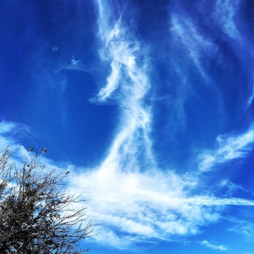 Day 281. Like a Duck with a Mohawk, rising from the ashes. #bedford365 #bedfords365 #clouds #duck #m