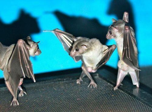 phdebaecque:  If you flip a photo of bats hanging upside down, they look like they’re having a wicked dance-off.  show me whatcha got!