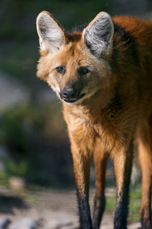 end0skeletal-undead:Maned Wolves byTambako The Jaguar