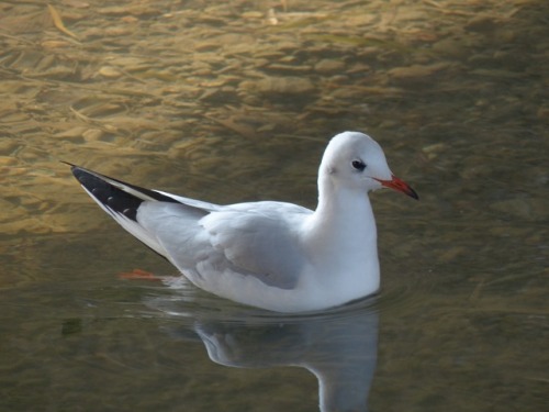 ユリカモメ　black-headed gullTown Birds ～ 街の鳥 ArchiveTown Sparrow ～ 街のすずめ　Archive