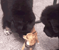 funny-gif-1:  Other Funny Gİfs http://funny-gif-1.tumblr.com/