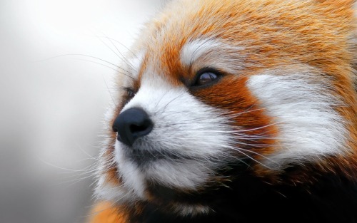 theunicornkittenkween: onehopefulromantic: Aren’t red pandas just the cutest little muchkins e