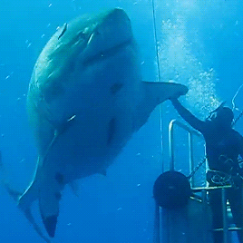 gentlesharks:  harleyismyhero: gentlesharks: Deep Blue is a 20 ft long Great White.