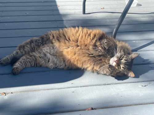 a picture of bathbomb! my beautiful cat he is a tortoiseshell laying on his side stretching in the sun with his belly out