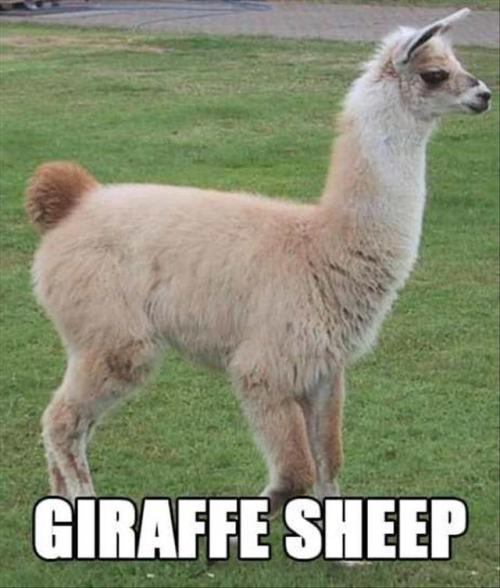 What Animals Should Really Be Called.