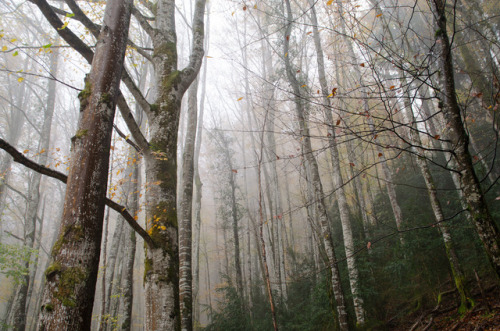 jolenecornelis: Montavoix, Jura, France 2014