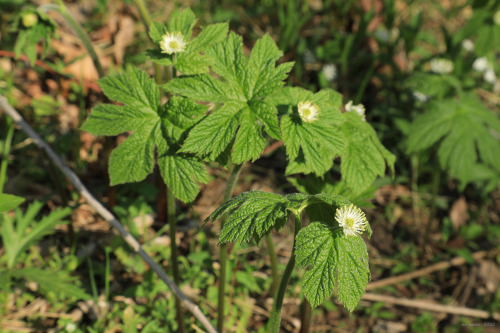 Goldenseal (Hydrastis canadensis), is one of Appalachia’s most storied medicinal plants, 