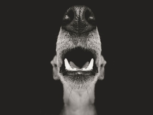 Porn photo gravitationalbeauty:  By Elke Vogelsang