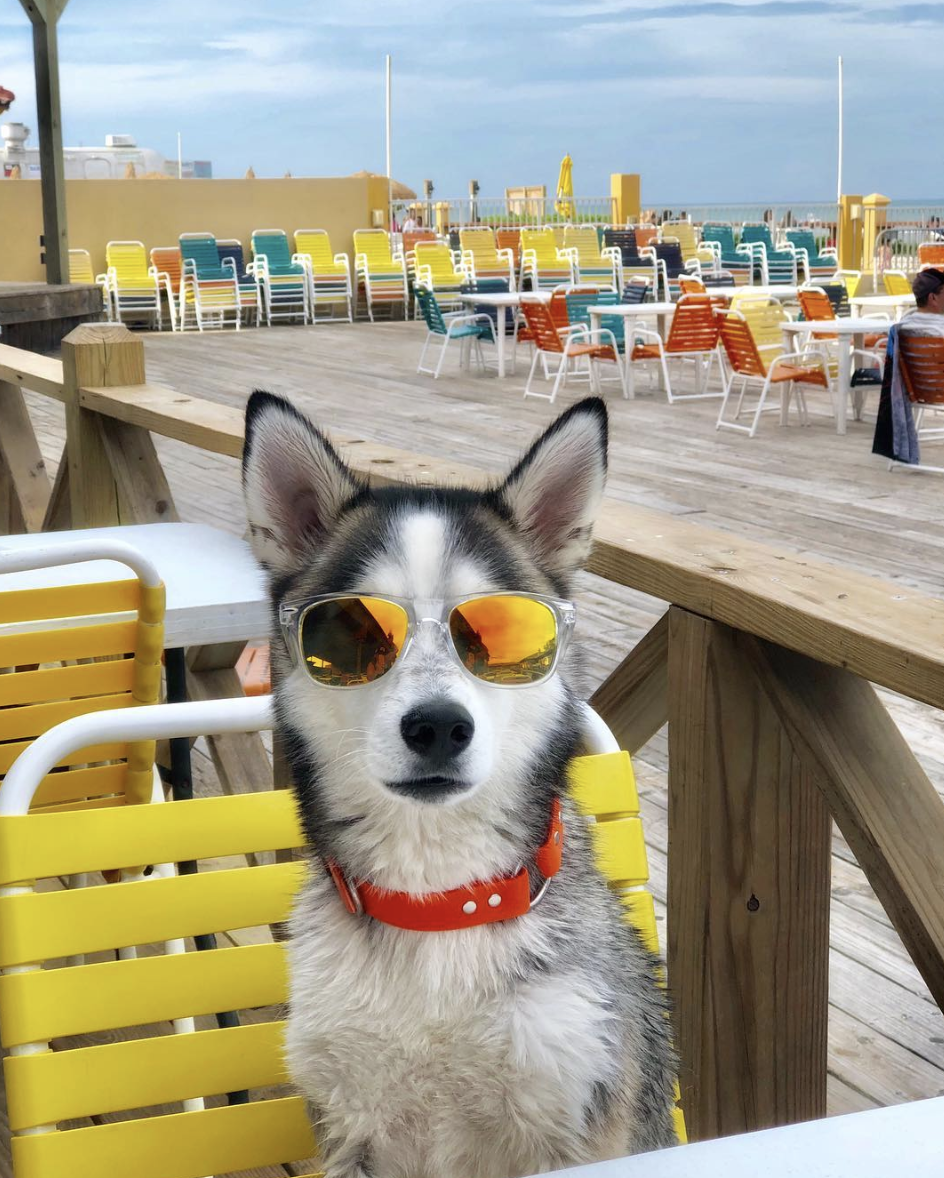 brookbooh:  This husky is wonderful@kikythehusky