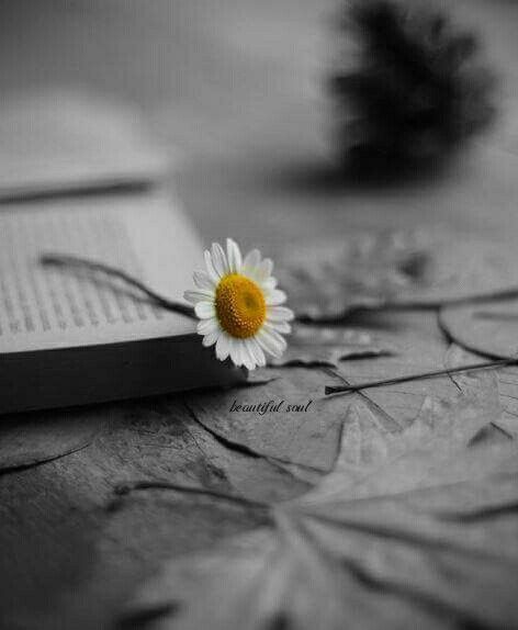 sleepinsidemysoul:dream sweet beautiful souls…..ღk 