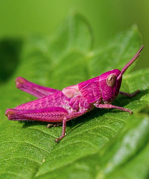 whatthefauna:The pink coloration of this grasshopper is thought to come from a mutation called eryth