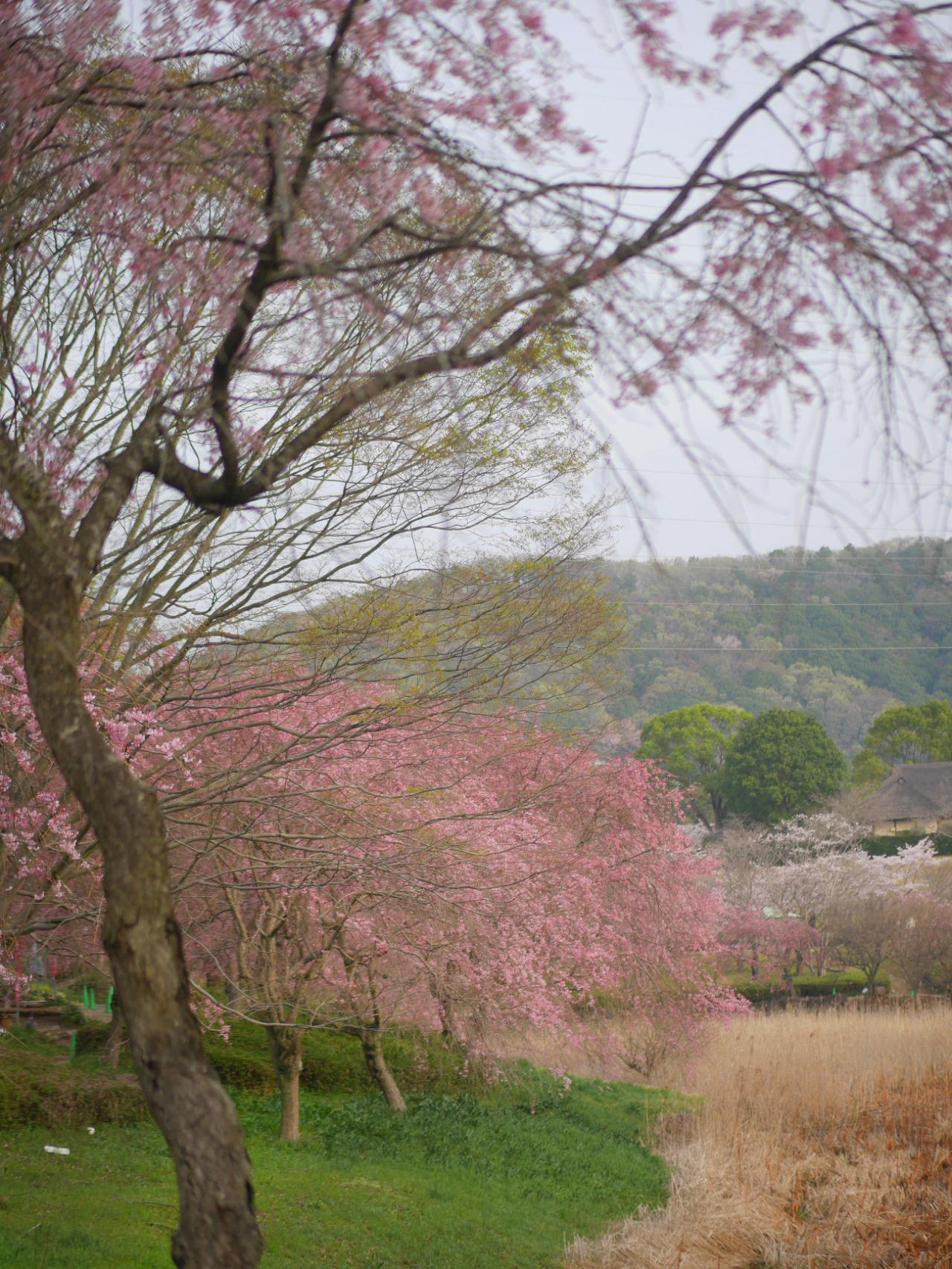 gdmtblr:The Breath of SpringWeeping cherry porn pictures