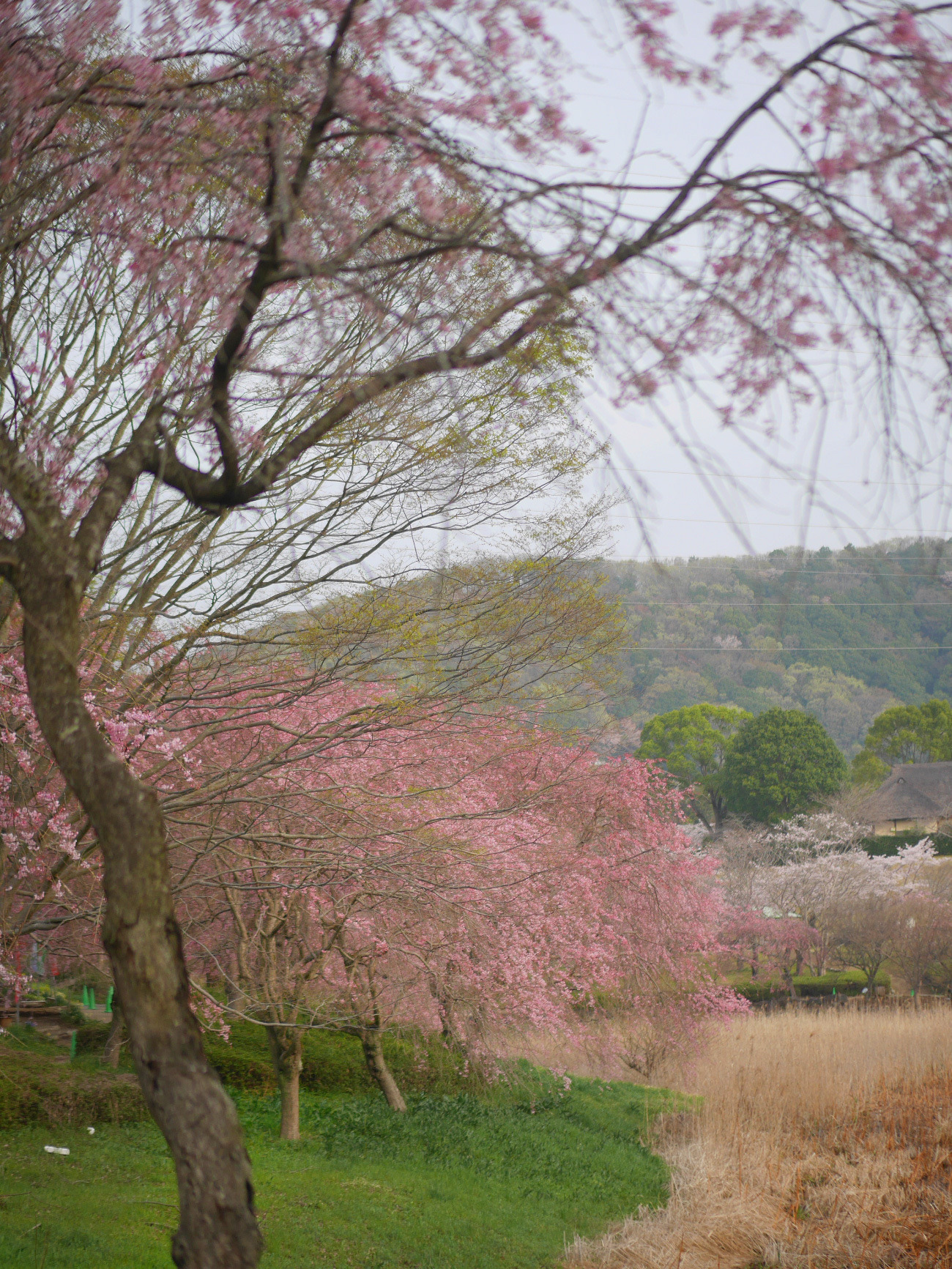 Porn photo gdmtblr:The Breath of SpringWeeping cherry