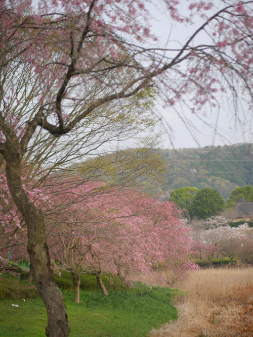 Sex gdmtblr:The Breath of SpringWeeping cherry pictures