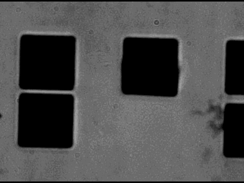 txchnologist: Putting Graphene to Work Yesterday we saw how graphene can be used as a lubricant to m