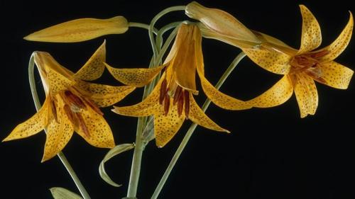 nobrashfestivity: Blaschka Glass Models of Plants The Ware Collection of Blaschka Glass Models of Pl