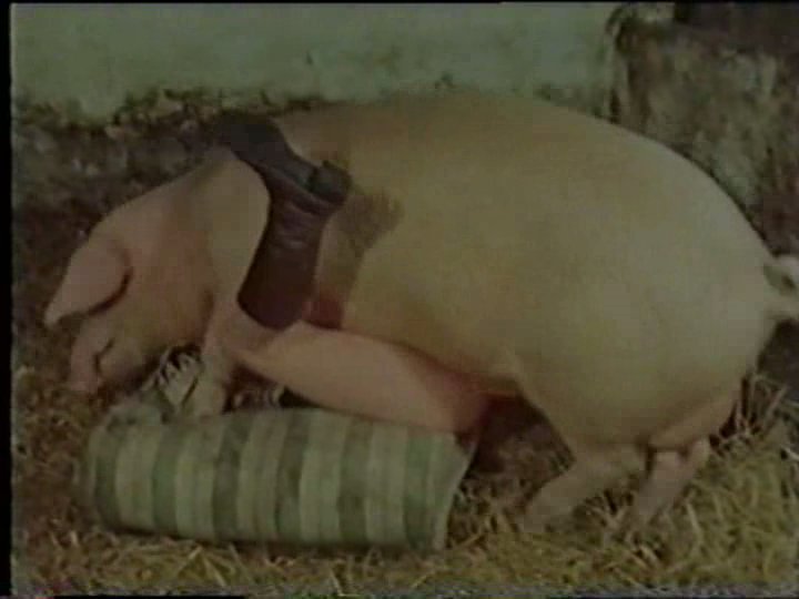 asheepy:  hmmm piggy on pig