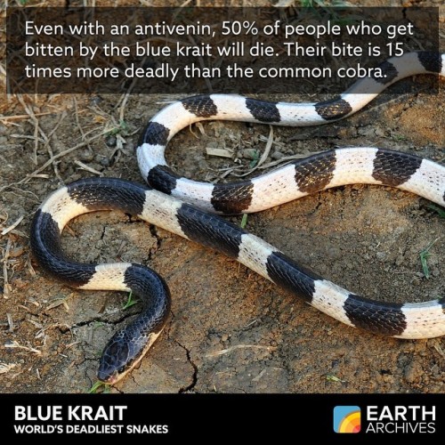 The Blue Krait, the third deadliest snake, is quite shy and rarely bites during the daytime. One man