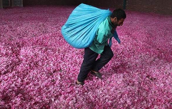 appassendo:   the-hidden-diaries:  The making of rose water in Iran.   Non penso