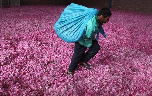 appassendo:   the-hidden-diaries:  The making of rose water in Iran.   Non penso di aver mai visto una cosa così bella. 